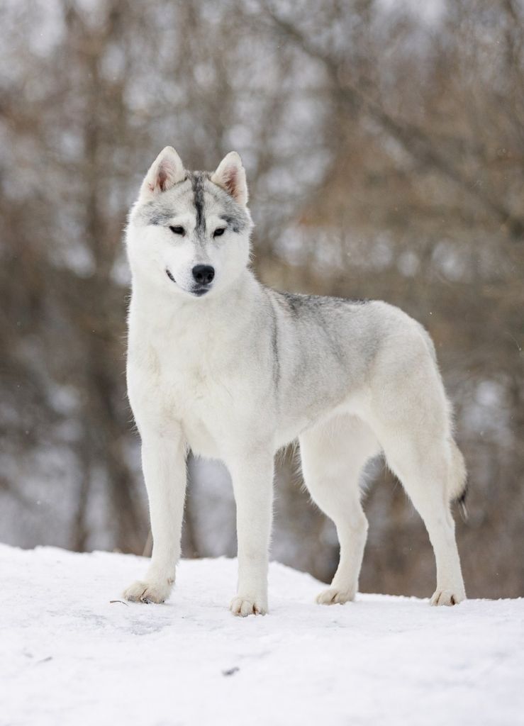 Photo of Arctic Fentasy Zima Queen Of The Siberia
