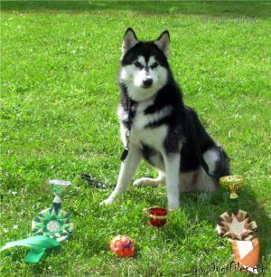 Photo of Arctic Magic Raider Of The Pack