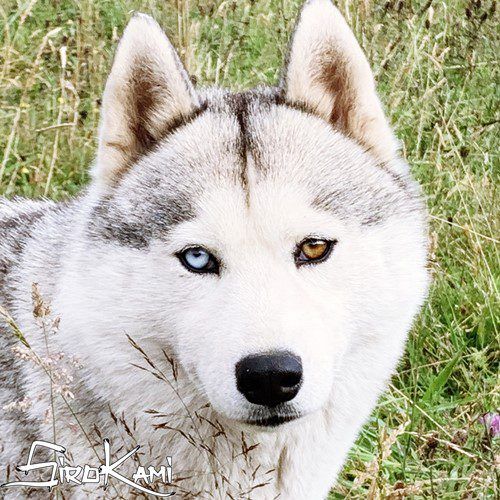 Photo of Megan Fox del Sirokami