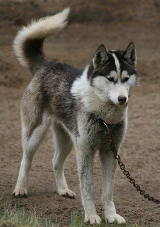 Photo of NorthWapiti’s Jolt