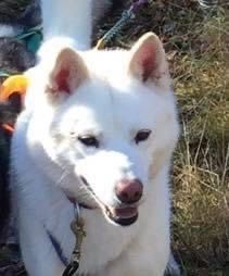 Photo of Barking Brooks Nimbus McCloud
