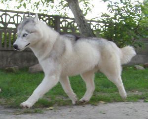 Photo of Heaven Eye Siberian Night Star