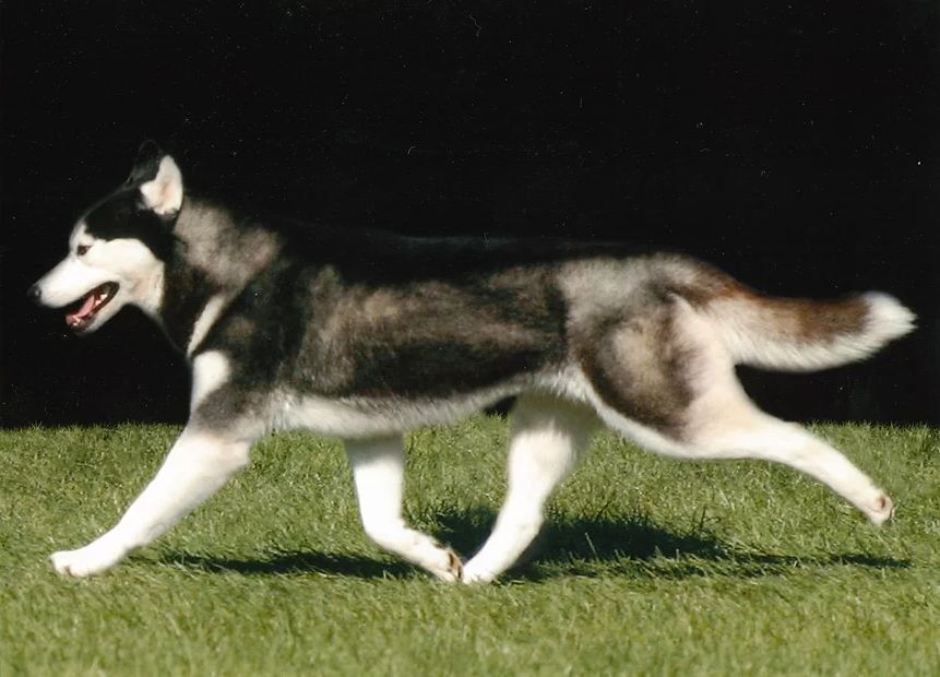Photo of Apache Run’s Satinka Of Kaos