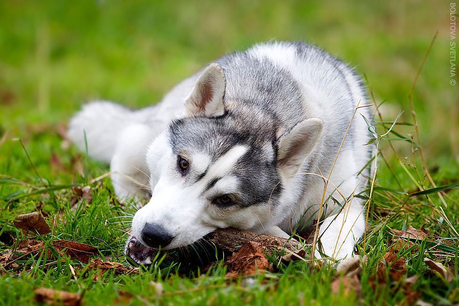 Photo of Siberian Miracle Genteel Buz