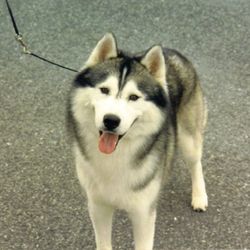 Photo of Kontoki’s Uh-Huh