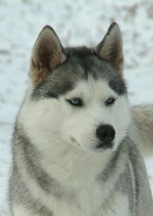 Photo of Snezhnyi Angel Ladeya