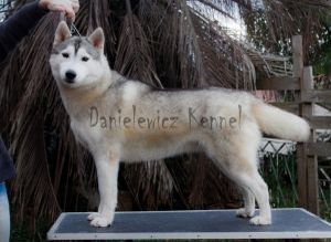 Photo of Alegria do Danielewicz