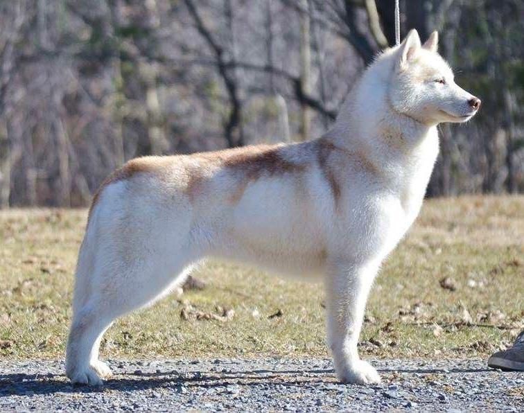 Photo of White Berch’s Lil Red Angel