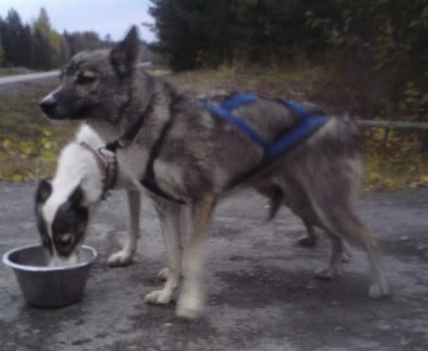 Photo of Fugitive’s Ippa With Wolf Tribe’s