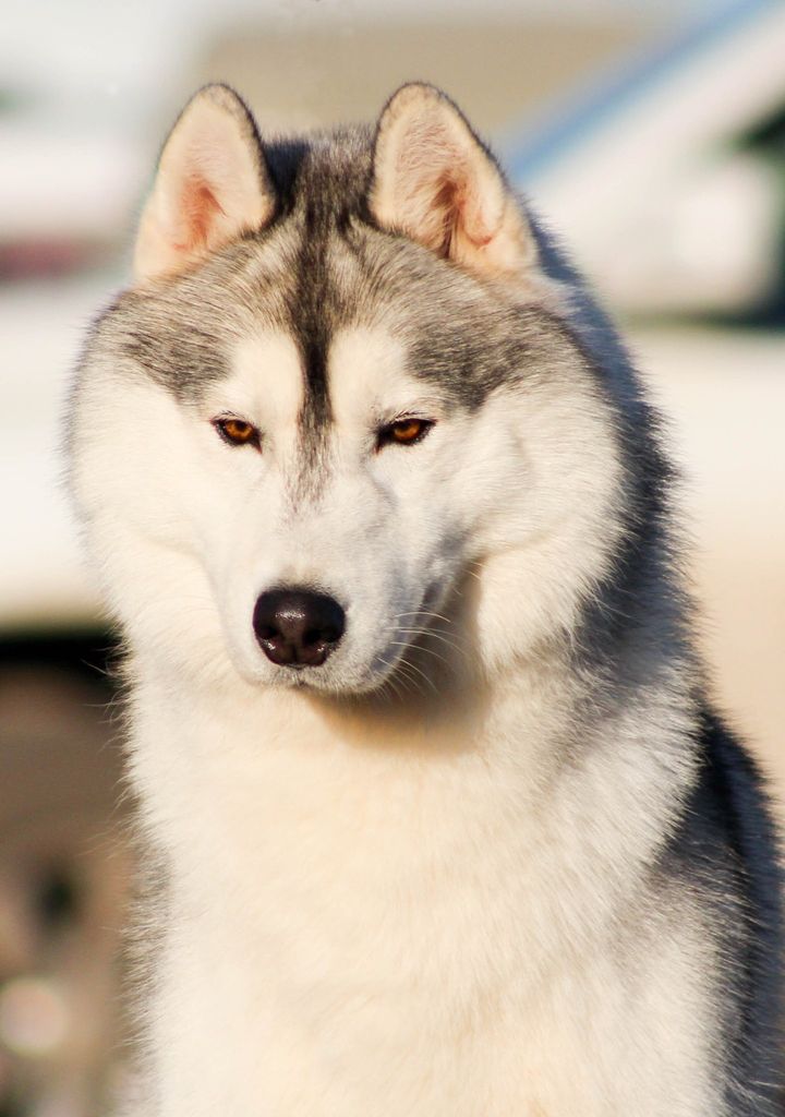 Photo of Husky Haven Roderick Strong
