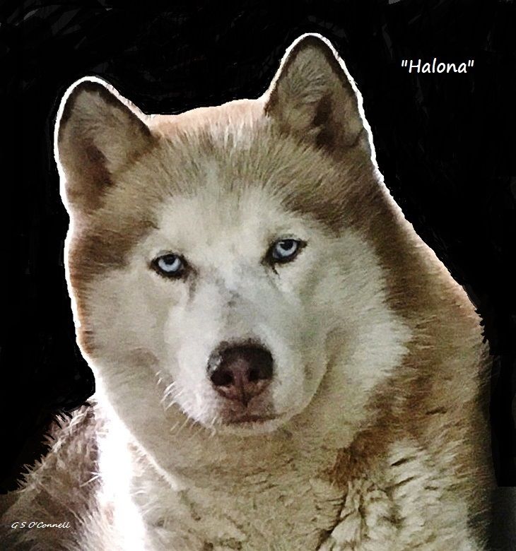 Photo of Red Snowdevils Halona Of Talocon