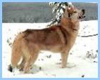 Photo of Isa-Tai’s Ringo of Sno-Den
