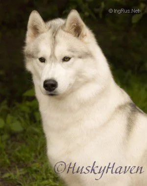 Photo of Husky Haven You Are My Sunshine