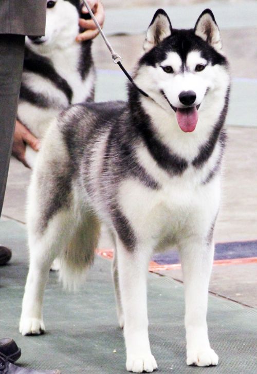Photo of Huskavarna’s Diamond Girl