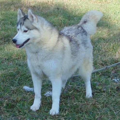 Photo of Ravenwood’s La Femme Nikita