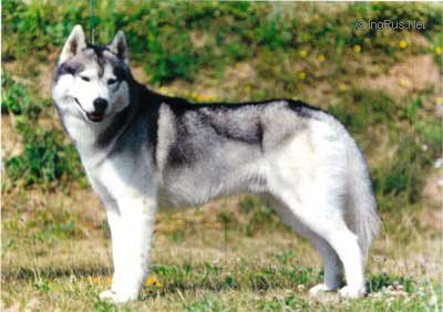 Photo of Ejik Dei Navajos