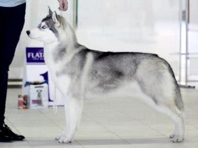 Photo of Husky Haven Violet Vendetta