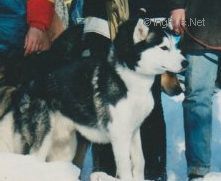 Photo of Triumf-Aligel Vikont