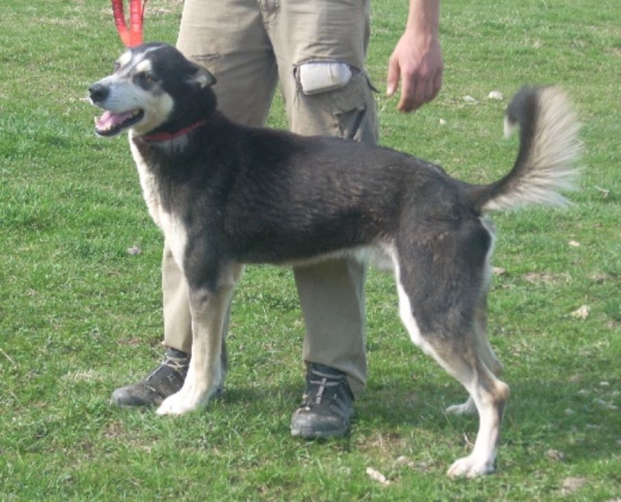 Photo of Eros Of Wild Castle