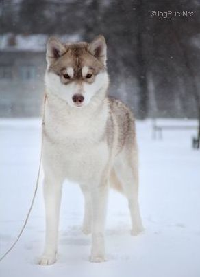 Photo of Beylis Arctic Night
