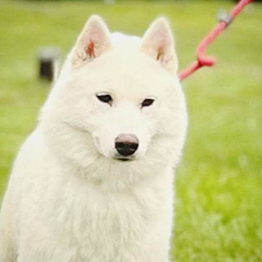 Photo of Eskifavorite Pure Hope After The Snow