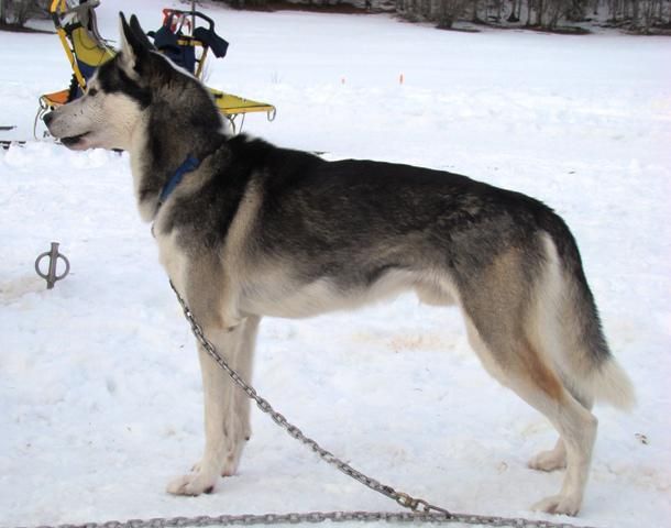 Photo of Petruschka’s Storm