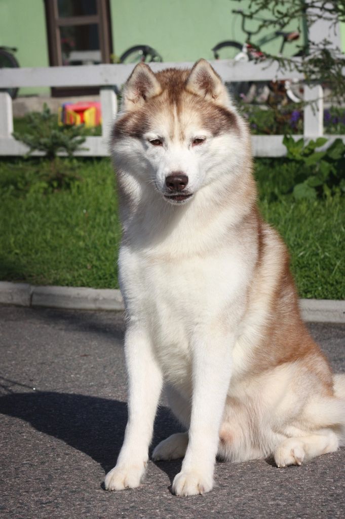 Photo of Husky Haven Centurion Power