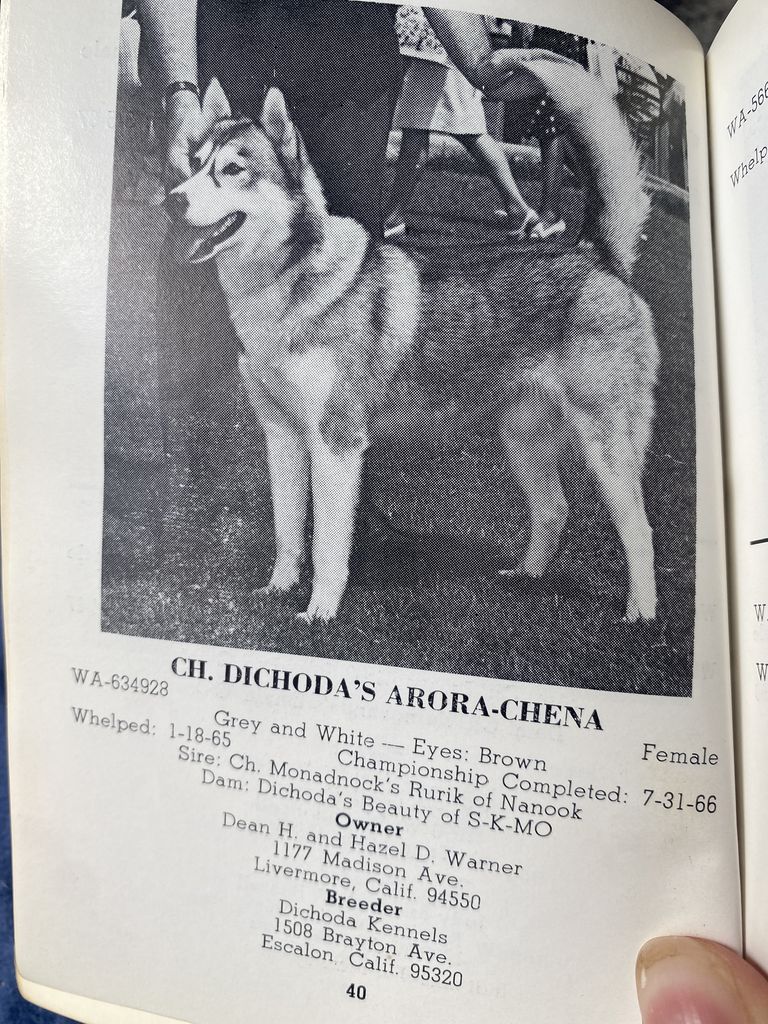 Photo of Dichoda’s Arora Chena