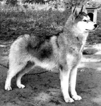 Photo of Arctic's Badger Of Kolyma