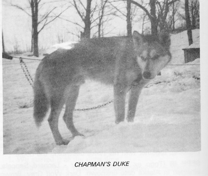 Photo of Duke (Chapman's)