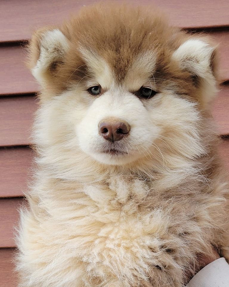 Photo of J & D's Ruby