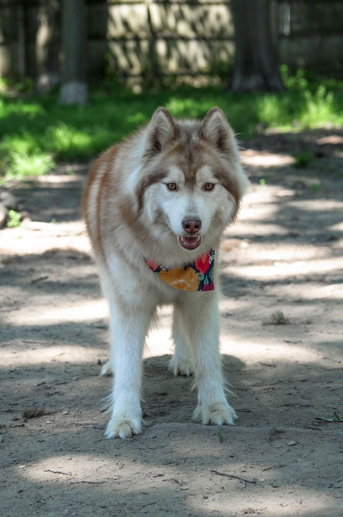 Photo of Sirius Siberians Ren Like The Wind