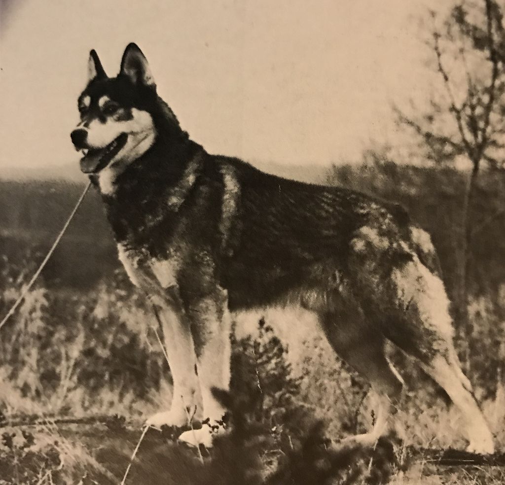 Photo of Alaskan’s Siber II Of Anadyr