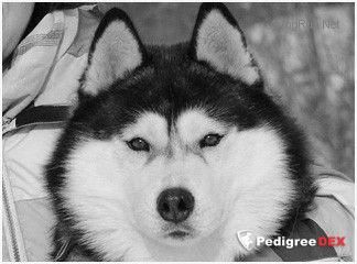 Photo of Husky Haven Champagne For Hero
