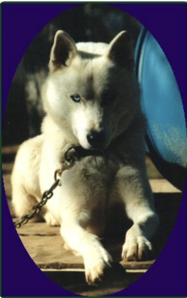 Photo of Moonshadow Chero Of Jedeye