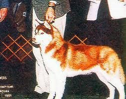 Photo of Kalonik’s Woodchip