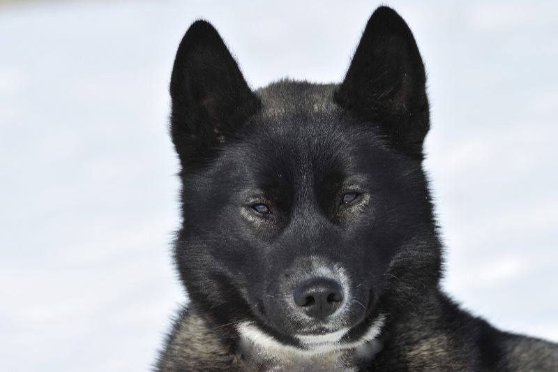 Photo of Laitkiper’s Black Bandit