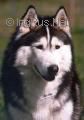 Photo of Anko (Pelo)