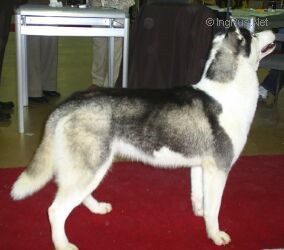 Photo of Undying Glory de la Vallee de Morava