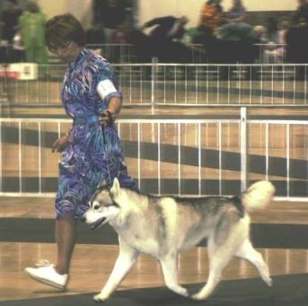 Photo of Husker Du’s Kenai Dazzle U