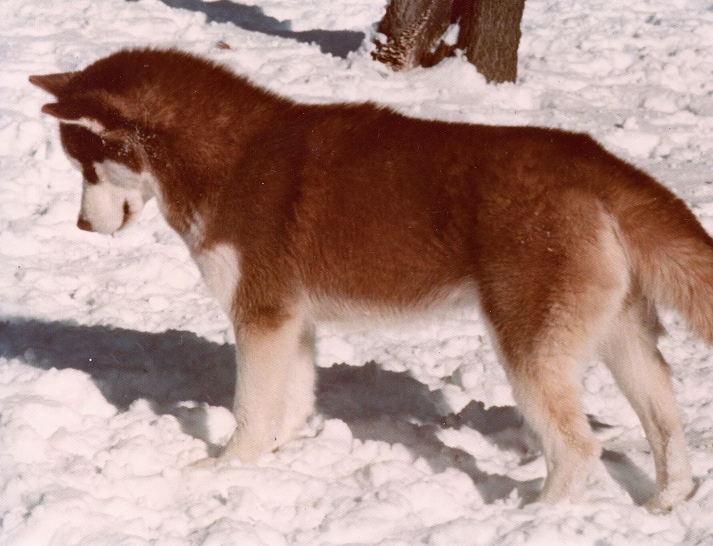 Photo of Talocon's Crimson Casanova