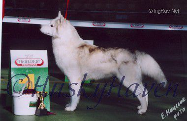 Photo of Shenoki’s Wishin’ On A Star