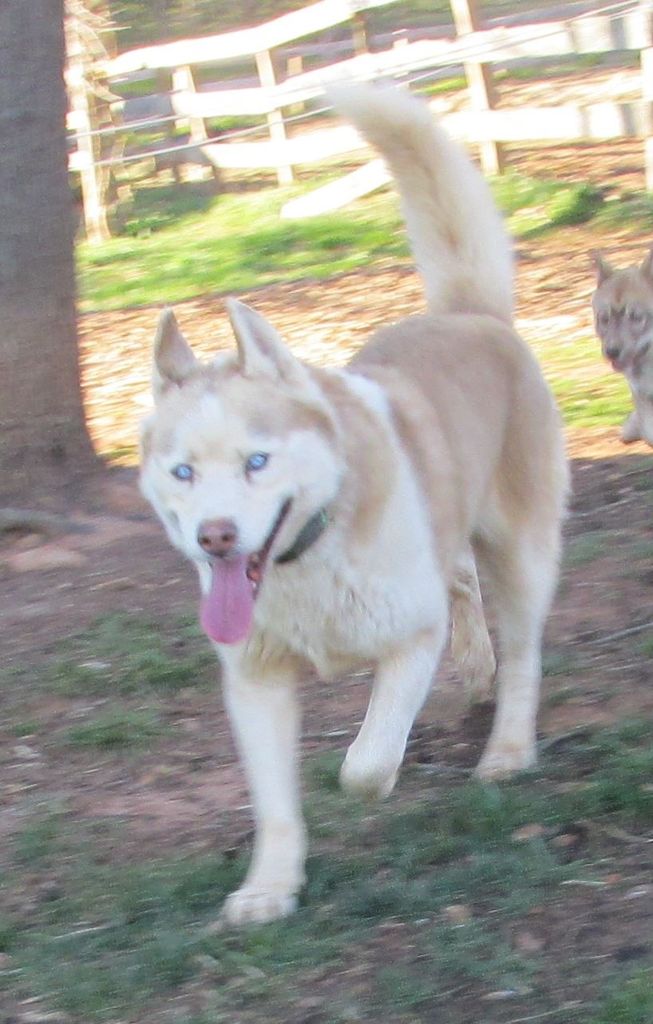 Photo of Pinto Hollow’s Richochet