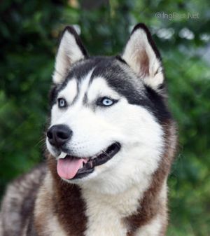 Photo of Husky Haven Cinderella