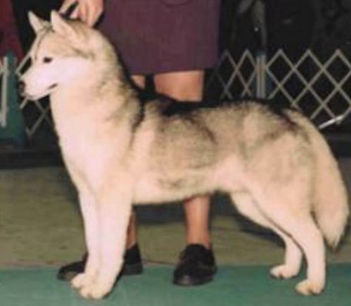 Photo of Skrimshaw N Starlyte’s Patriot