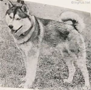 Photo of Forstal’s Dolf