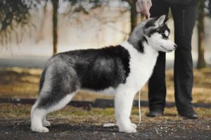 Photo of Olgivan Show Ruffessor Van Helsing