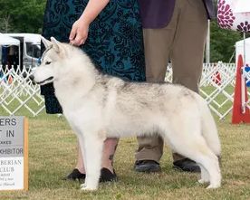 Photo of Midnight White's Get Your Maple Creme On
