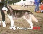 Photo of Delaware Z Lodice