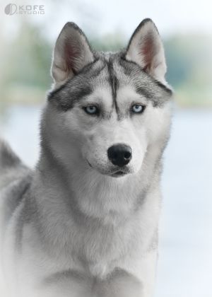 Photo of Husky Haven Back To Trillium Blues
